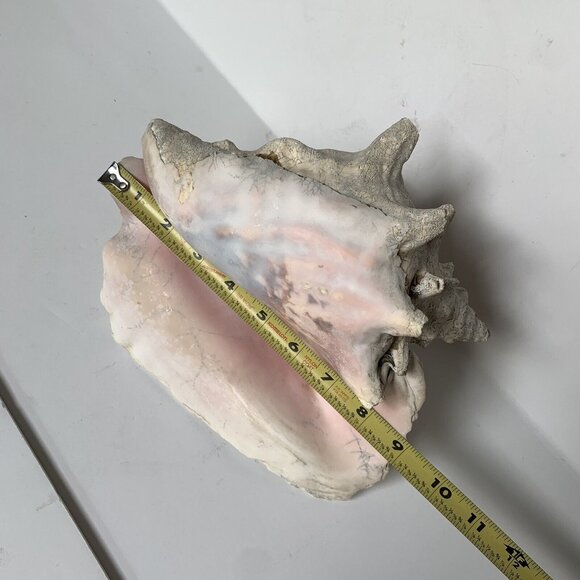 Large Conch Shell Unknown Type 9" - Picture 6 of 8
